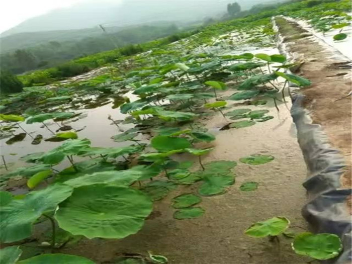 HDPE防渗膜在养殖行业中发挥的作用？
